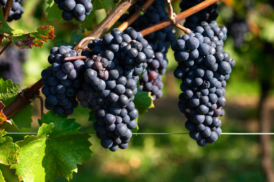 Pinot noir grapes in a vineyard in Pfaffenheim, Alsace
