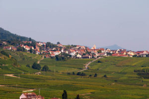 Vineyard in Hatschbourg, grand cru, Alsace