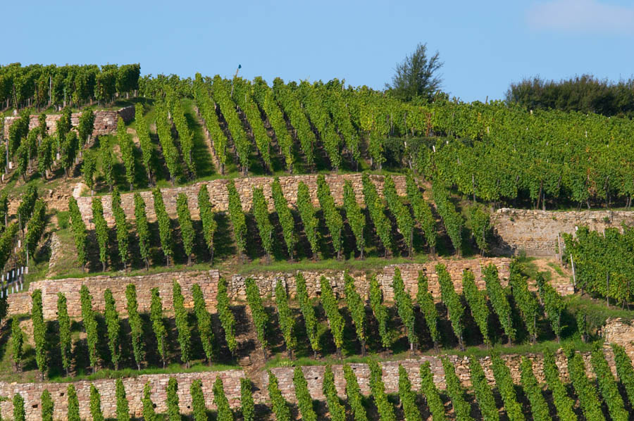 Vineyard in Geisberg grand cru, Ribeauville, Alsace