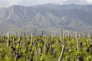Vineyards on the slopes of Mount Etna Vineyards on the slopes of Mount Etna