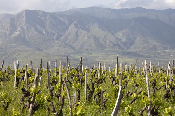 Vineyards on the slopes of Mount Etna