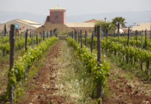 A winery and vineyards on Sicily A winery and vineyards on Sicily