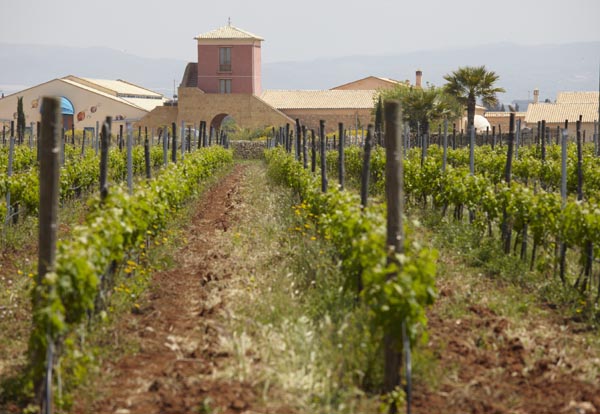 A winery and vineyards on Sicily