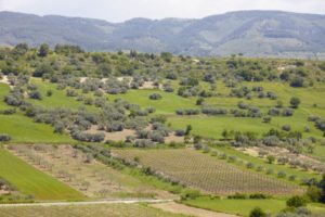 Olive groves and vineyards Olive groves and vineyards