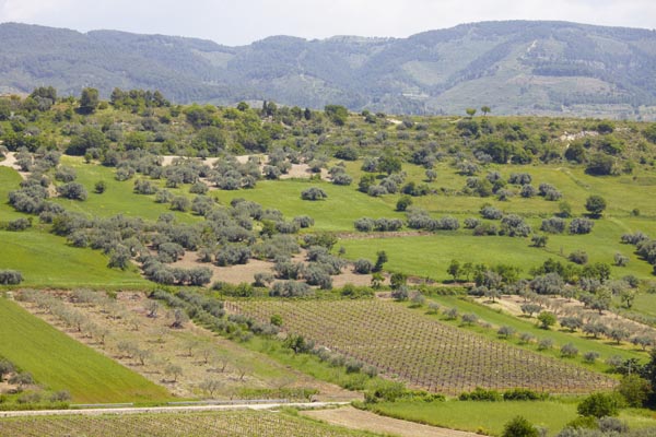 Olive groves and vineyards