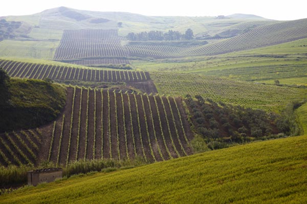 Vineyards and rolling hills on Sicily