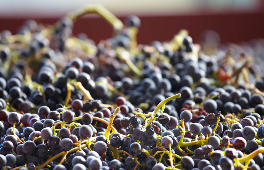 Grape bunches just in from harvest in the Rhone Valley