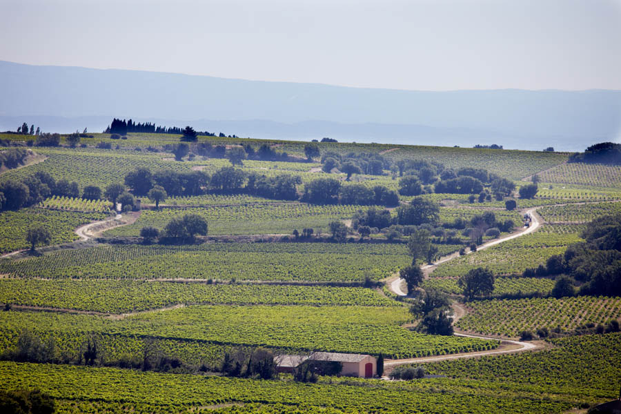 Vineyards in the Rhone Valley