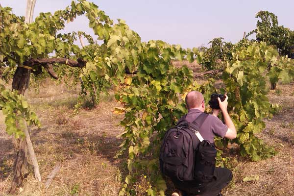 The photographer in the vineyard in Campania