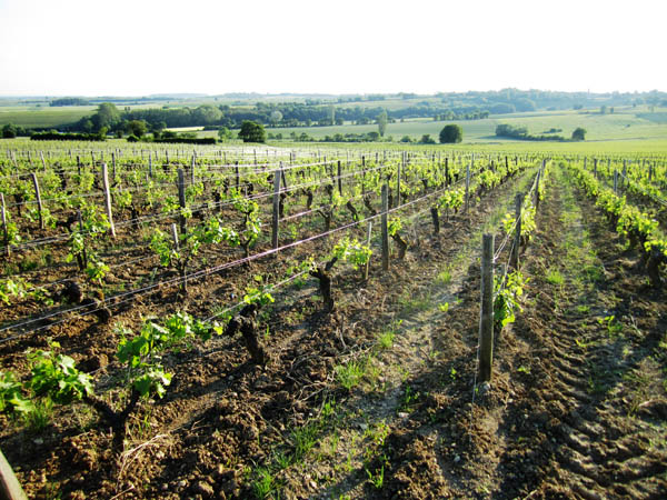 Sunset in a vineyard in Sancerre, Loire Valley