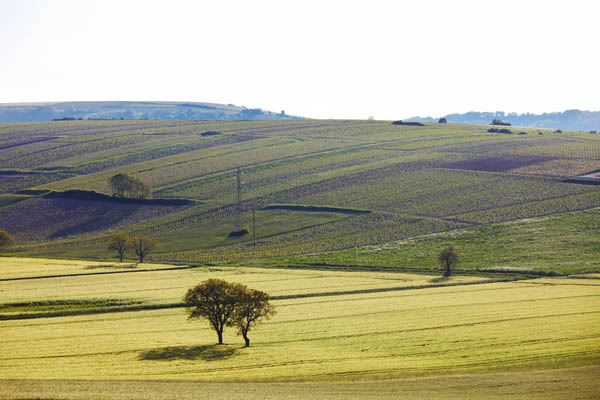 Sancerre vineyards