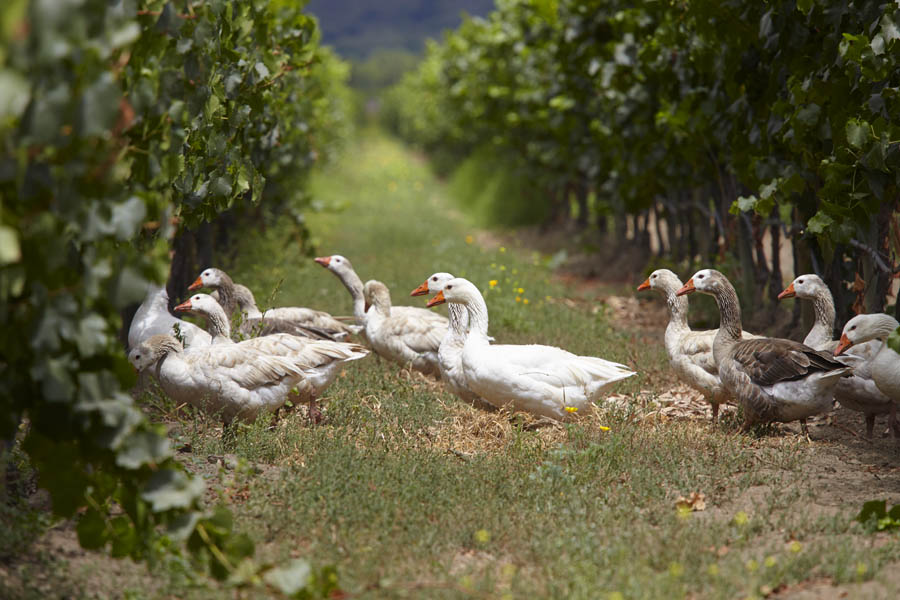 Geese in the vineyard at a winery in Chile