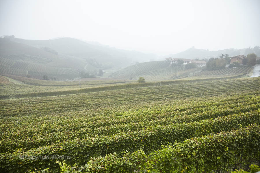 Vineyards in a foggy valley in Piedmont