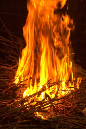 Vine sarments cuttings on fire