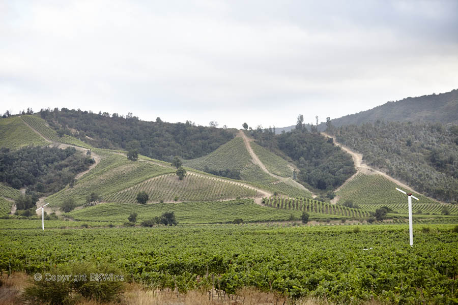 Landscape with vineyards in Casablanca Valley