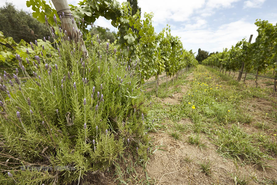 In the vineyards at Emiliana in Casablanca Valley