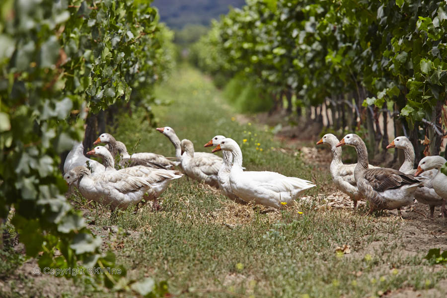Geese in the vineyards at Emiliana in Casablanca Valley