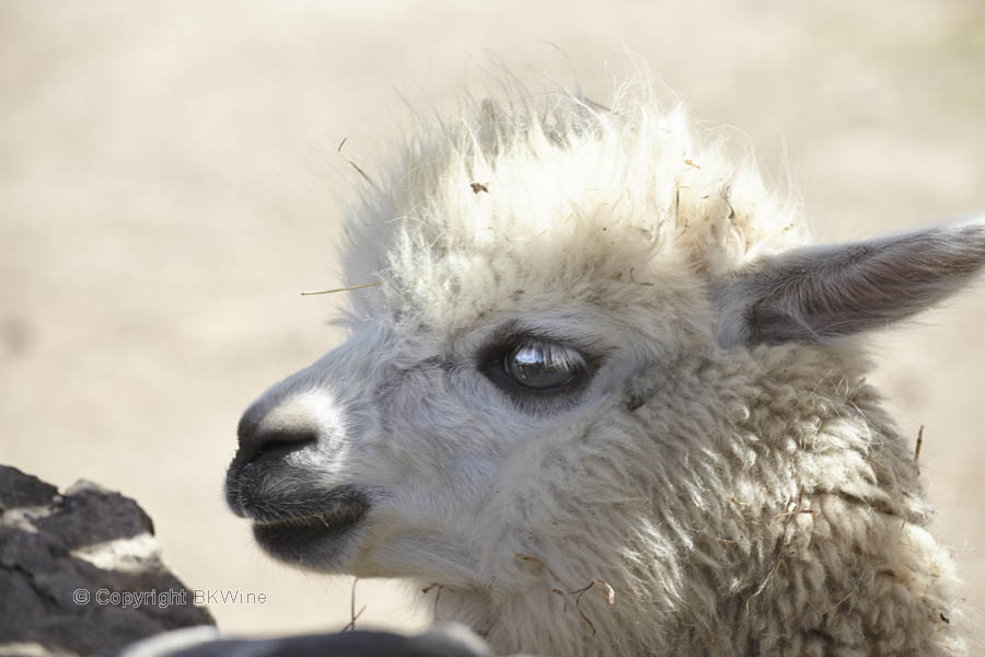 An alpaca at the Emiliana winery