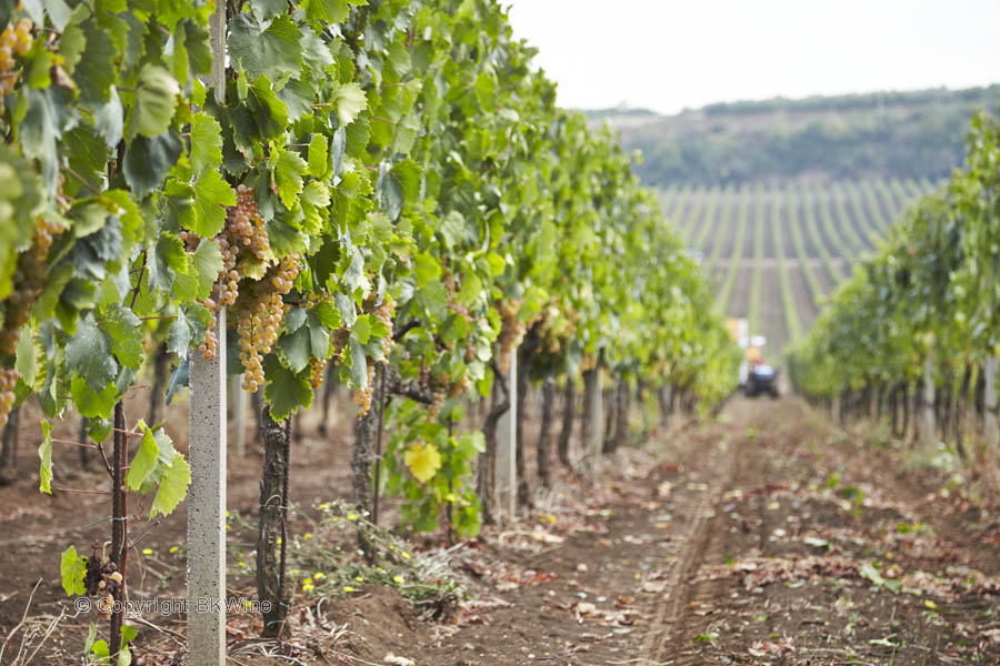 Harvest time in a vineyard in Campania