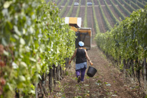 A vineyard tractor and grape picker harvesting grapes