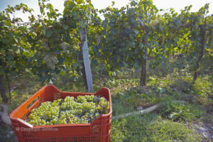 Harvesting white grapes in Campania