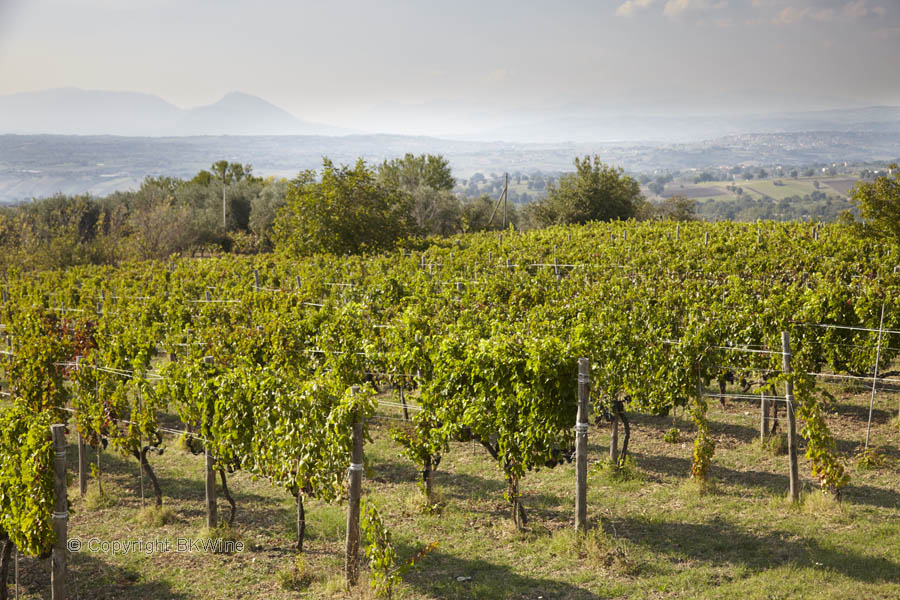 Vineyard and landscape in Campania