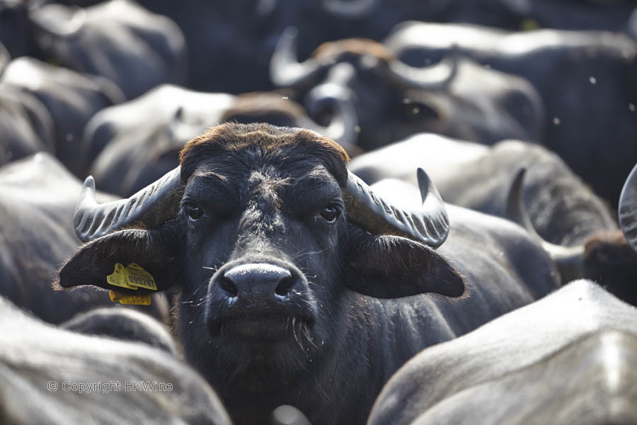 Water buffalo & mozzarella producer