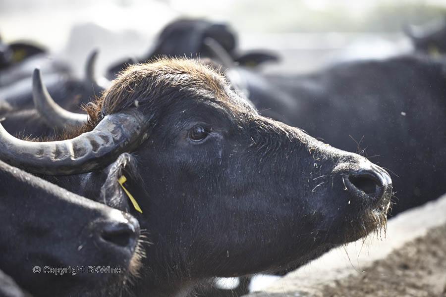 A water buffalo, the source of mozzarella