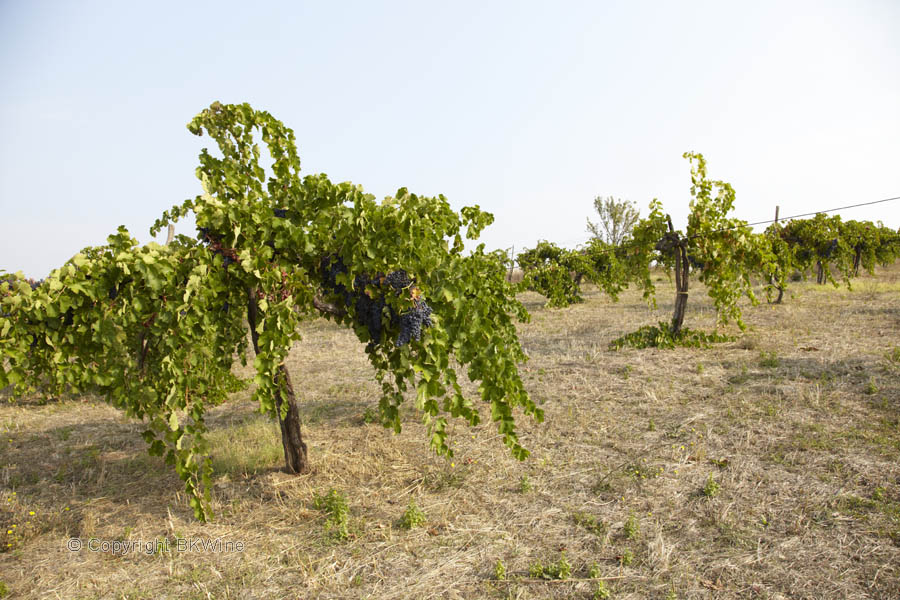 Vines an a sparsely planted vineyard