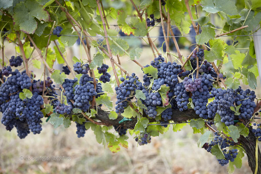 Red ripe grapes ready for harvest