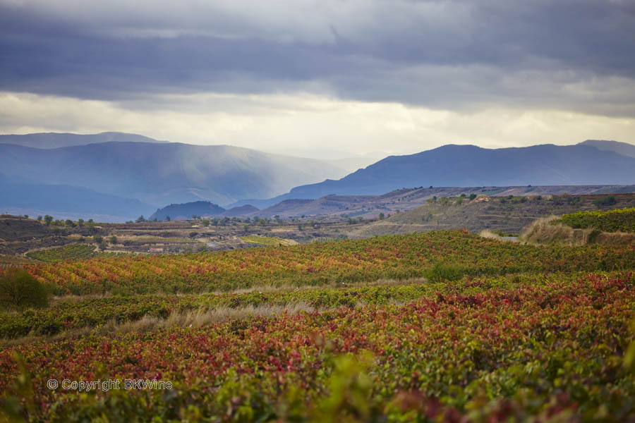 Landscape with vineyards and mountains, Rioja