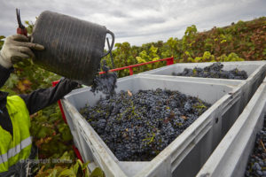 Grape picking, Rioja