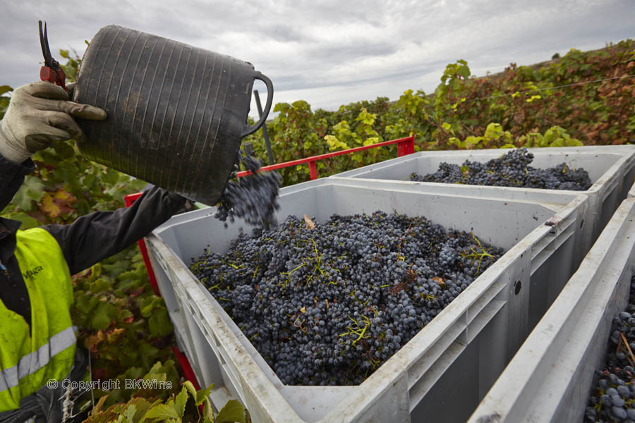 Grape picking, Rioja