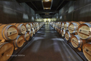 Oak barrels in a modern wine cellar