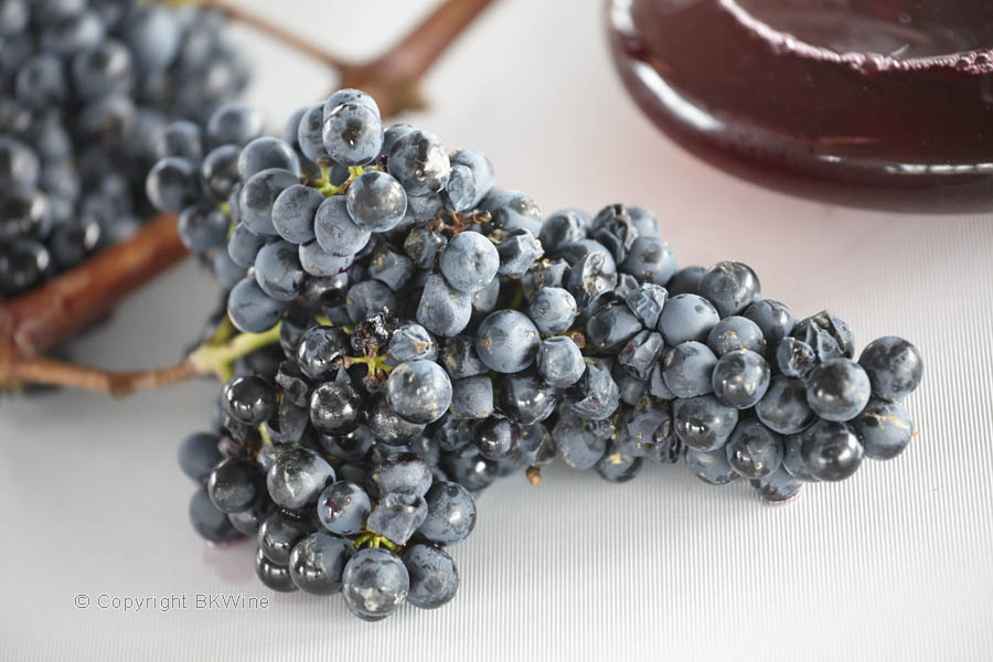 Freshly picked grapes