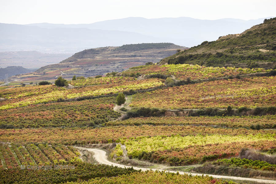 Landscape with vineyards and mountains, Rioja