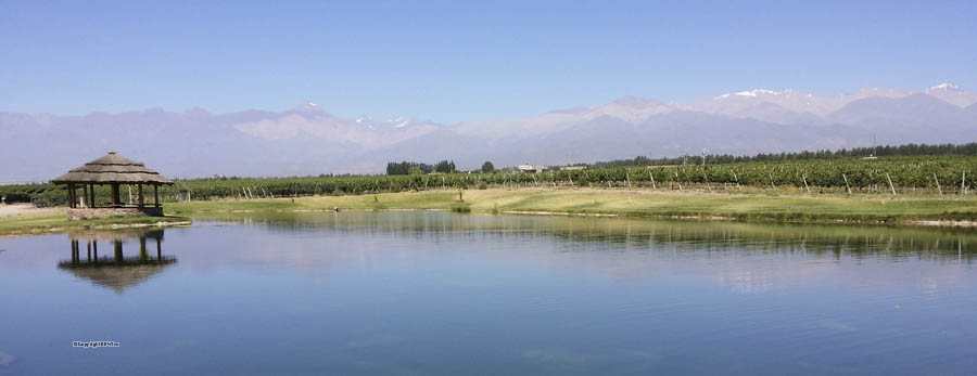 Domaine Bousquet vineyards and the Andes