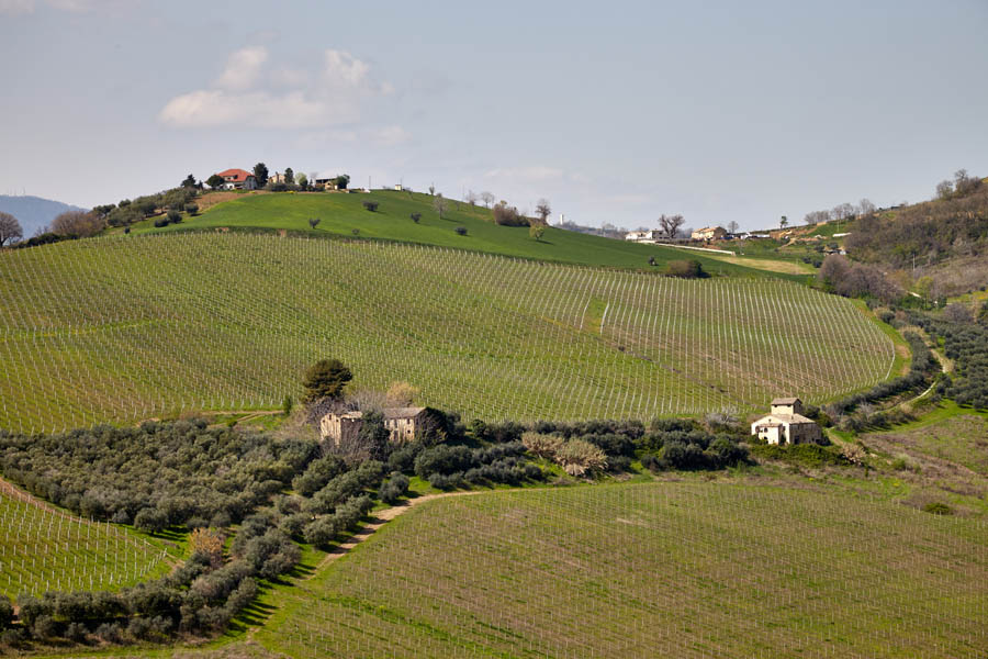 Le Marche landscape, lush green with rolling hills