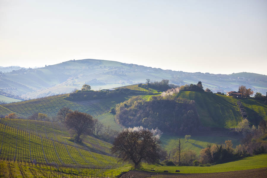 Le Marche landscape, lush green with rolling hills