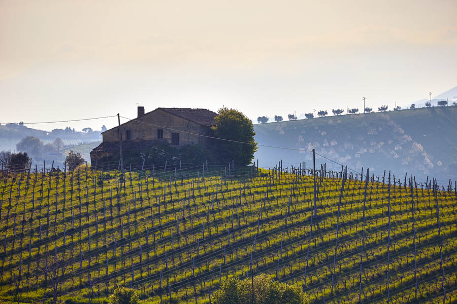 Vineyards in the lush landscape in Le Marche