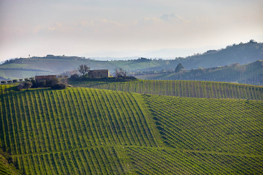 Vineyards in the lush landscape in Le Marche