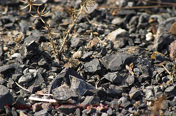 Black llicorella soil, Priorato, Catalonia, Spain