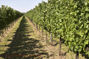 A vineyard in Burgenland in Austria