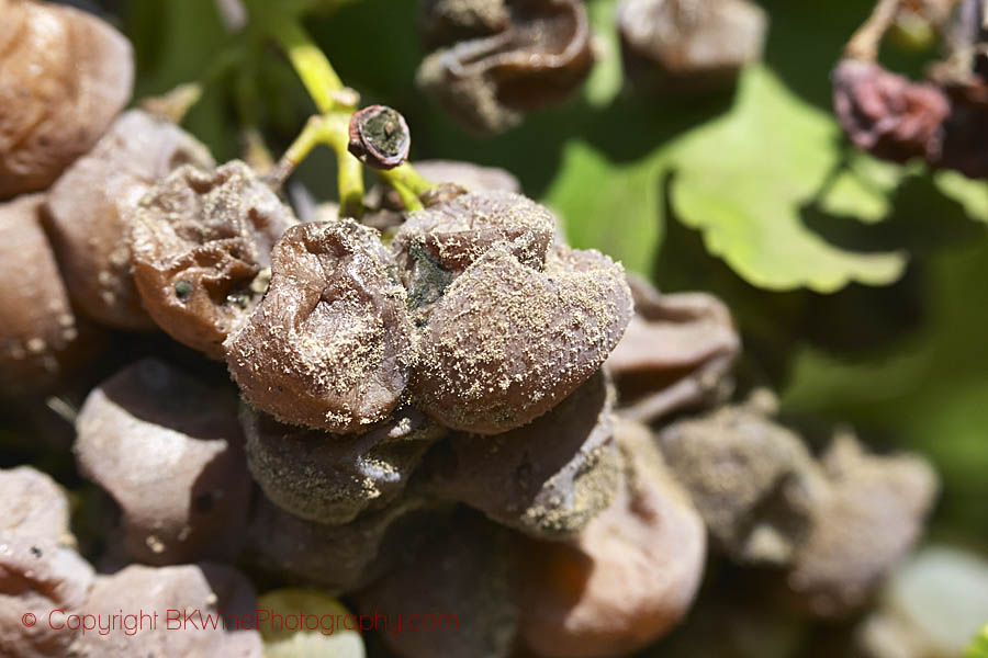 Grapes on their way to become Trockenbeerenauslese in Austria