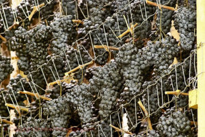 Grapes hanging to dry in Austria