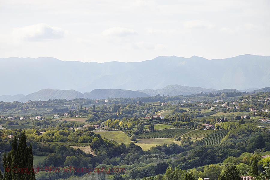 Vineyard landscape with the Alps in the background