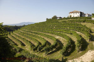 Cartizze Prosecco vineyards in Veneto