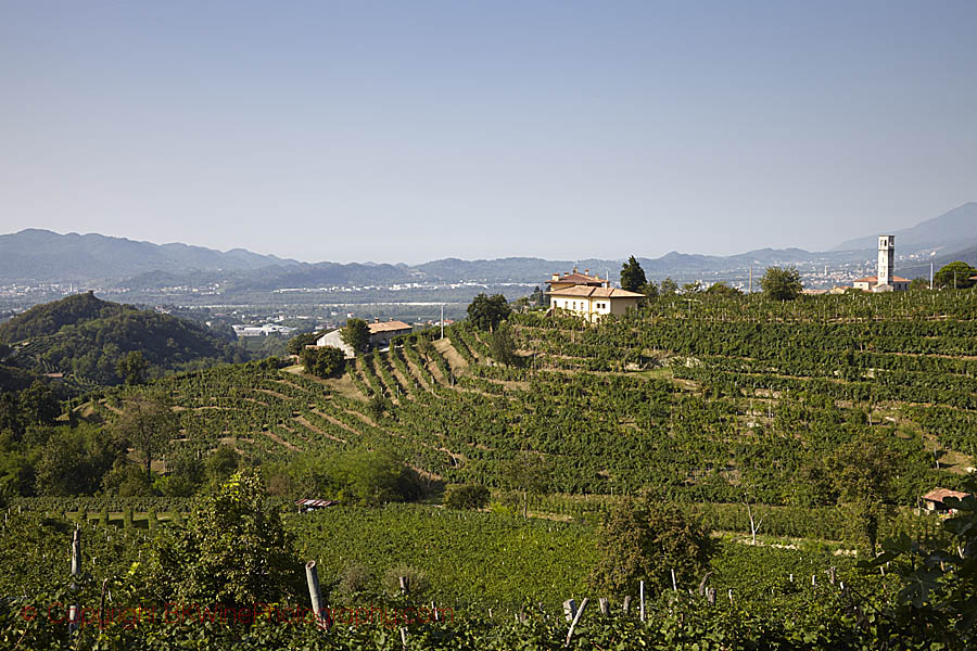 Terraced vineyards and rolling hills