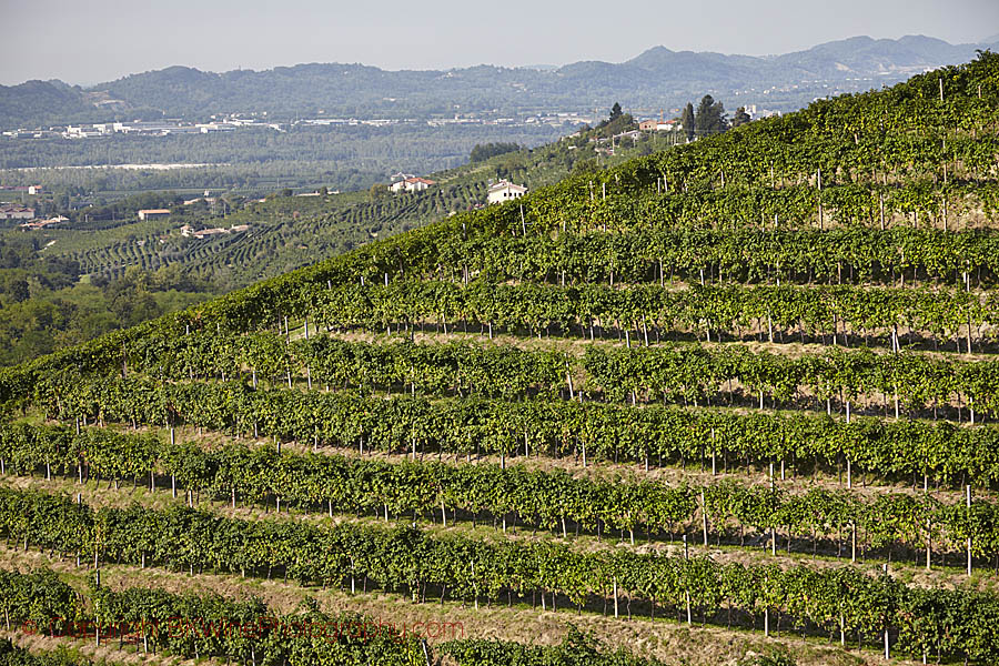 Hillside vineyards and mountain landscape