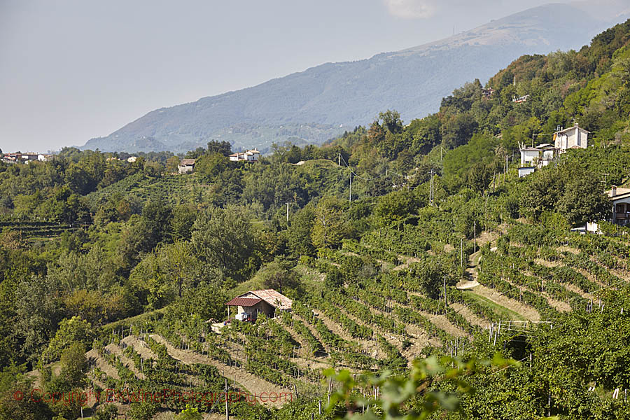 Hills and vineyards in northern Italy